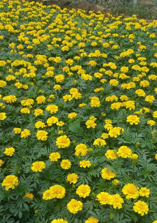 孔雀草代表什么含义？孔雀草的花语有哪些？