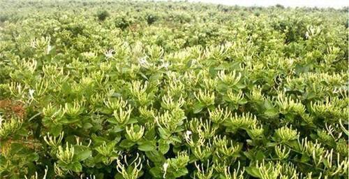 金银花通常生长在哪些地方？如何识别金银花的生长环境？