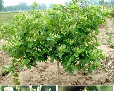 金银花施什么肥最好？如何根据生长阶段选择肥料？