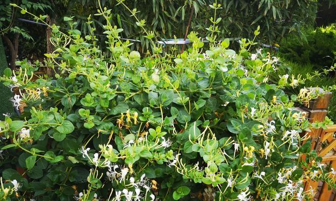 金银花施什么肥最好？如何根据生长阶段选择肥料？