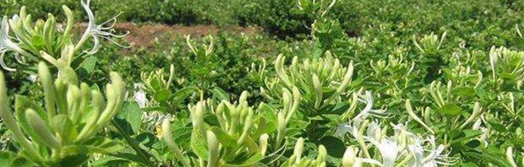 金银花是草本还是木本植物？金银花的分类和特性是什么？