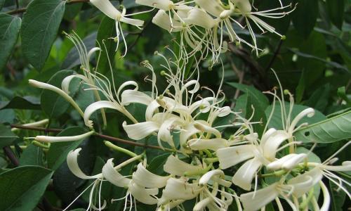 金银花是草本还是木本植物？金银花的分类和特性是什么？