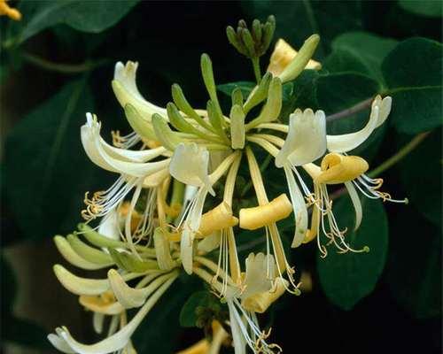 金银花是草本还是木本植物？金银花的分类和特性是什么？