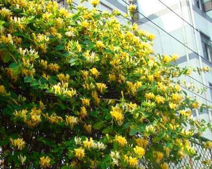 金银花真的是爬藤植物吗？如何正确识别和栽培？