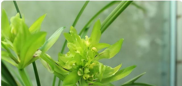 兰花象征着什么？兰花的寓意和文化含义是什么？