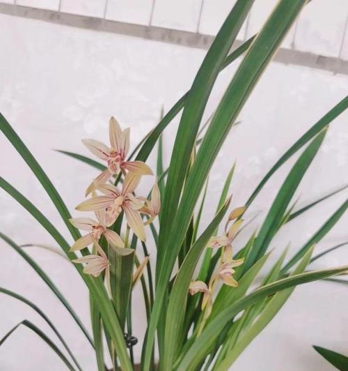 兰花象征高洁典雅？如何理解兰花的深层含义？