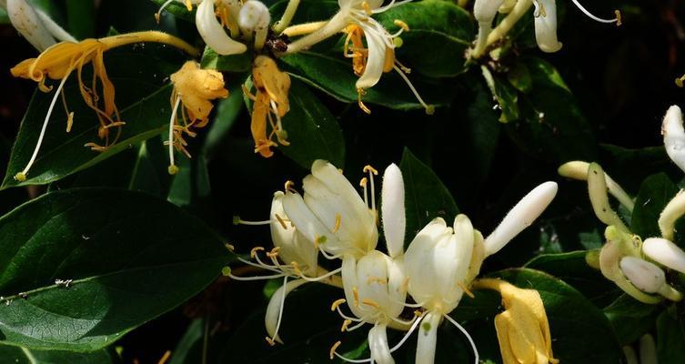 金银花是什么植物？它有哪些独特的功效和用途？