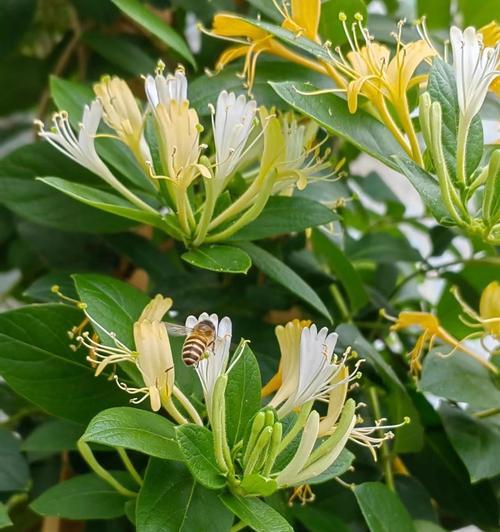 金银花是藤本植物吗？它属于爬藤植物吗？