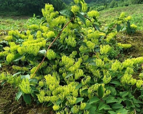 金银花是藤本植物吗？它属于爬藤植物吗？