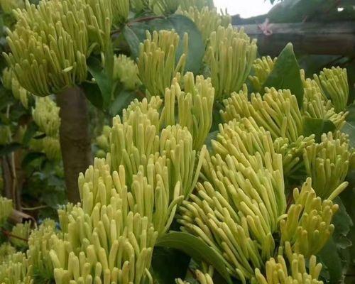 金银花是藤本植物吗？它属于爬藤植物吗？