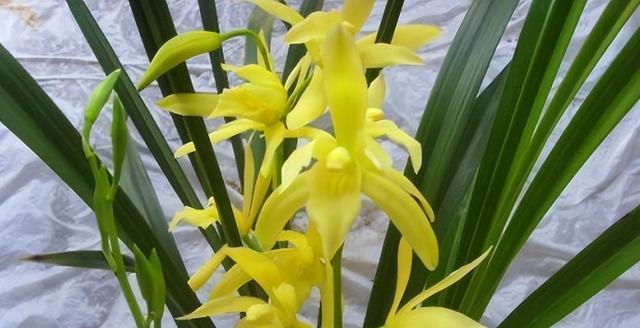 兰花的寓意象征是什么？如何正确养殖兰花？