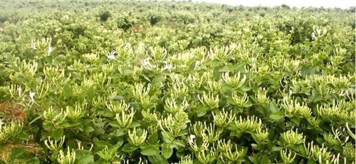 金银花的生长环境条件是什么？哪些地方最适合种植金银花？