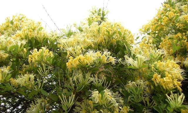 金银花的生长环境条件是什么？哪些地方最适合种植金银花？
