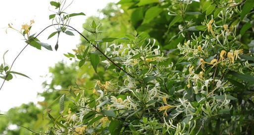 金银花属于什么植物类型？金银花的分类和特性是什么？