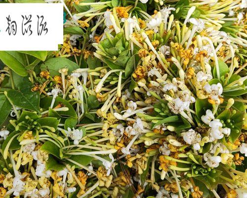 金银花属于什么植物类型？金银花的分类和特性是什么？