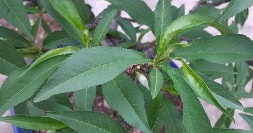 金银花树怎么养殖方法？有哪些注意事项？