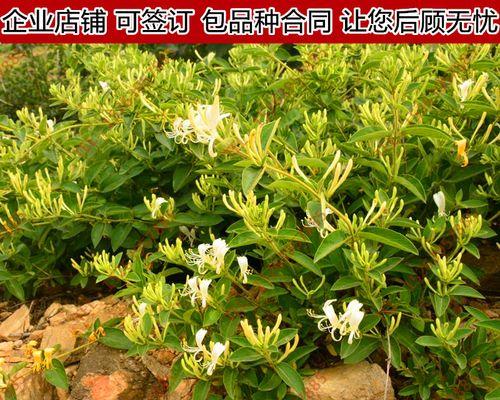 金银花树怎么养殖方法？有哪些注意事项？