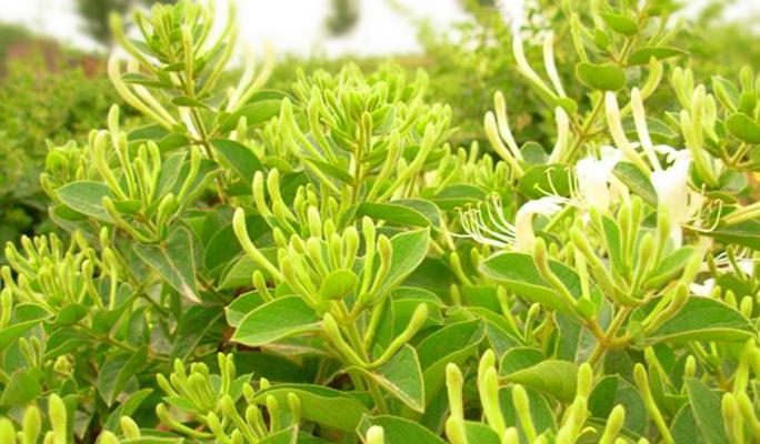 金银花套种什么作物收益最高？套种技术要点有哪些？