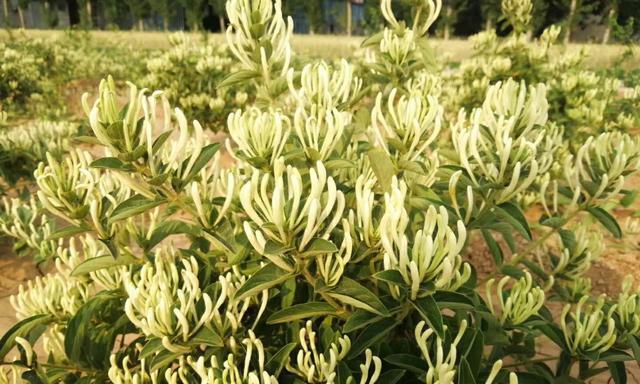 金银花套种什么作物收益最高？套种技术要点有哪些？