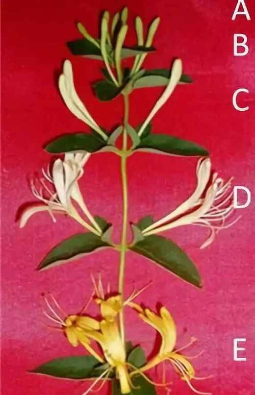 金银花不开花的原因是什么？如何解决？