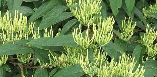 金银花不开花的原因是什么？如何解决？