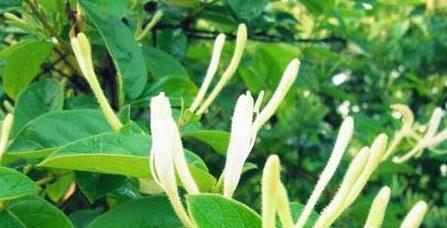 金银花不开花的原因是什么？如何解决？