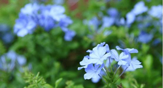 蓝花丹的花语是什么？如何正确解读蓝花丹的含义？