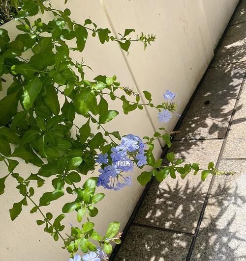 蓝花丹的花语是什么？如何正确解读蓝花丹的含义？