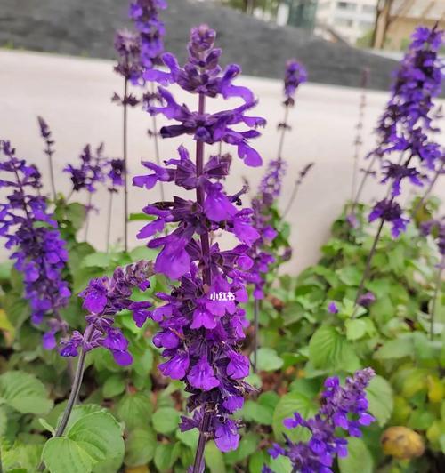 蓝花鼠尾草花语是什么？了解其象征意义和用途？