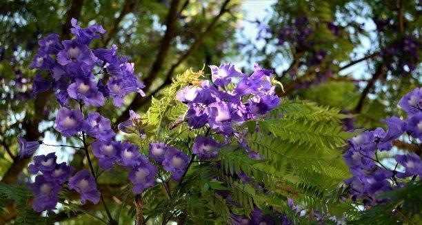 蓝花楹的花语是什么？如何理解蓝花楹的象征意义？