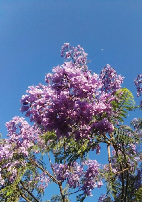 蓝花楹的花语是什么？如何理解蓝花楹的象征意义？