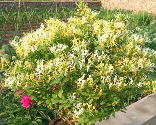 金银花是喜阴植物还是喜阳光植物？种植金银花的光照条件是什么？