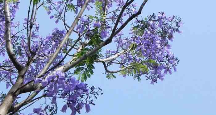 蓝花楹花语是什么？如何理解蓝花楹的象征意义？