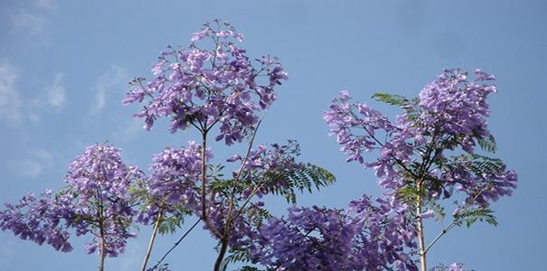蓝花楹花语是什么？如何理解蓝花楹的象征意义？