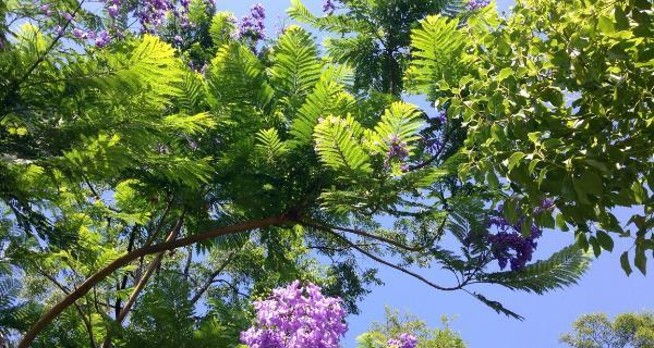 蓝花楹花语代表什么？蓝花楹的含义有哪些常见疑问解答？