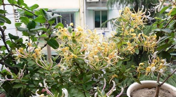 金银花的浇水频率是多少？如何正确浇水以促进生长？