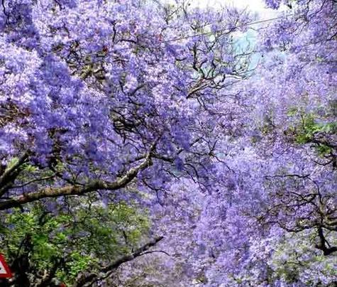 蓝花楹花语寓意是什么？如何理解蓝花楹的象征意义？