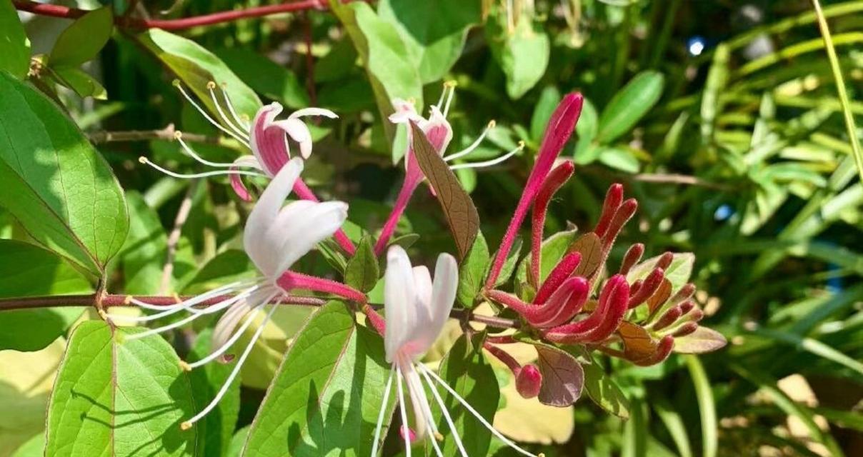 金银花的浇水频率是多少？如何正确浇水以促进生长？