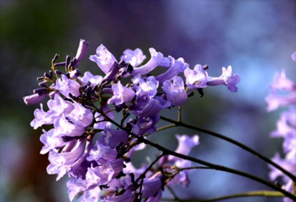 蓝花楹花语寓意是什么？如何理解蓝花楹的象征意义？