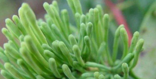 金银花的浇水频率是多少？如何正确浇水以促进生长？