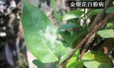 金银花叶子干枯了怎么办？如何有效防治？