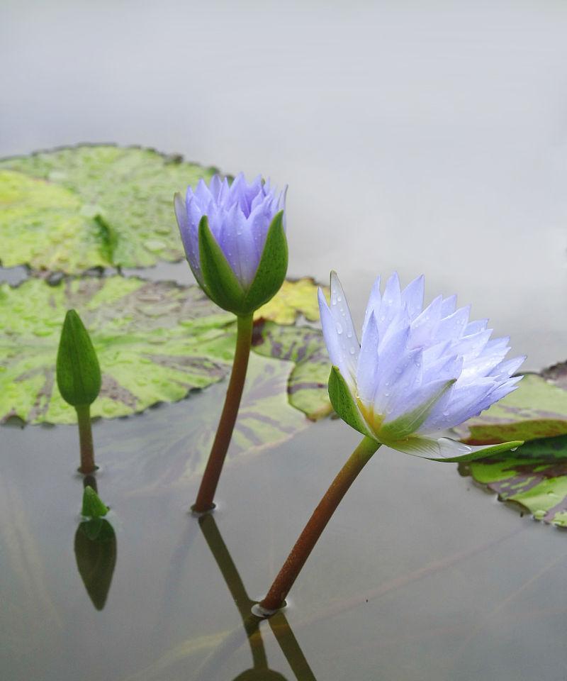 蓝莲花代表什么意思？蓝莲花的象征意义有哪些？