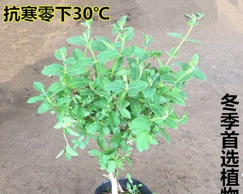 金银花叶子干枯了怎么办？如何有效防治？