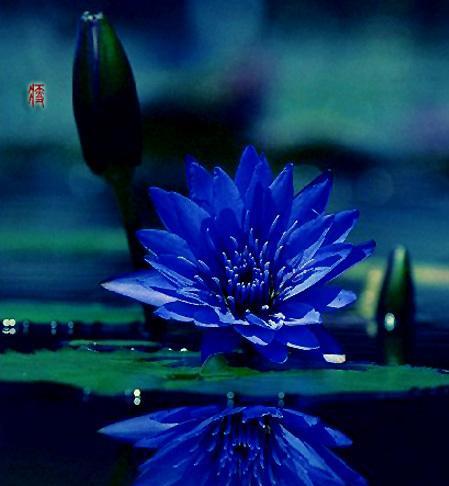 蓝莲花代表什么意思？蓝莲花的象征意义有哪些？