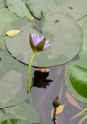 蓝莲花花语是什么？了解蓝莲花的深层含义和象征意义？