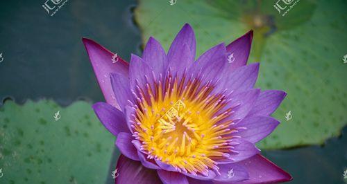 蓝莲花花语是什么？了解蓝莲花的深层含义和象征意义？