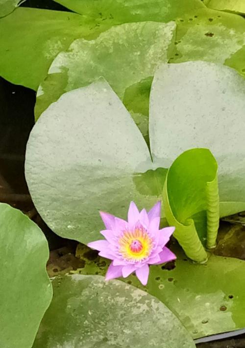 蓝莲花花语是什么？了解蓝莲花的深层含义和象征意义？
