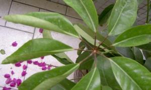 金银花叶子蔫了怎么办？如何快速恢复植物健康？