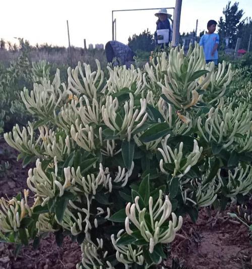 金银花一年开几次花？金银花在几月份开花？