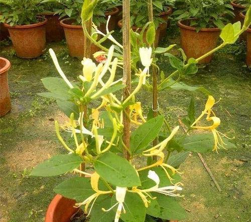 金银花移栽注意事项有哪些？什么时间移栽最合适？